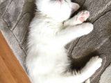 Ori̇ji̇nal Scotti̇sh Strai̇ght Bebekler