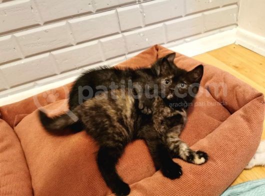 Evlenilen Ücretsiz Stright Yavrular Hiç Bişey Istemiyorum görsel