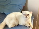 5 Aylık Erkek Scottish Fold