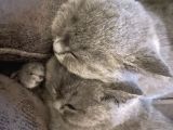 Annemiz british shorthair baba britishlonghair erkek kedimiz