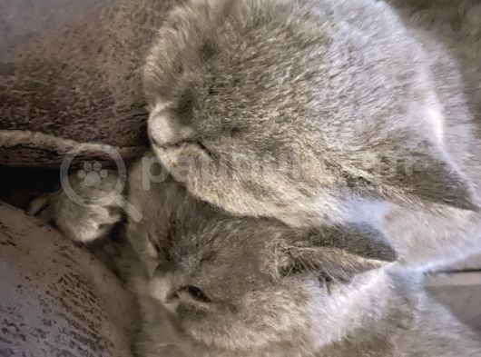 Annemiz British Shorthair Baba Britishlonghair Erkek Kedimiz