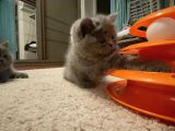 Annemiz British Shorthair Baba Britishlonghair Erkek Kedimiz