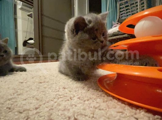 Annemiz British Shorthair Baba Britishlonghair Erkek Kedimiz görsel