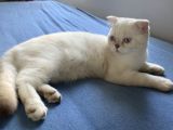 5 Aylık Erkek Scottish Fold