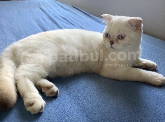 5 Aylık Erkek Scottish Fold
