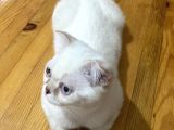 5 Aylık Erkek Scottish Fold