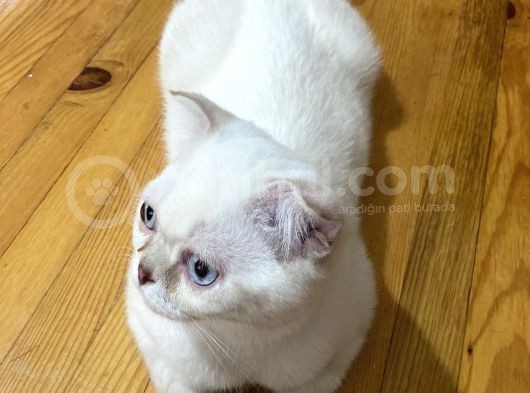 5 Aylık Erkek Scottish Fold görsel