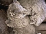 Annemiz British Shorthair Baba Britishlonghair Erkek Kedimiz