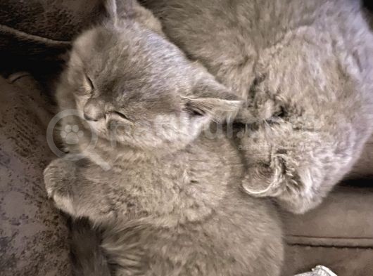 Annemiz British Shorthair Baba Britishlonghair Erkek Kedimiz görsel