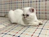5 Aylık Erkek Scottish Fold