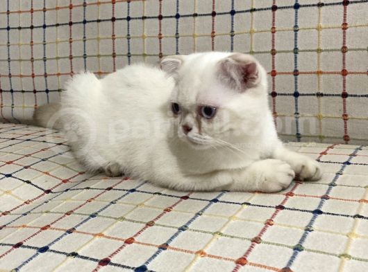5 Aylık Erkek Scottish Fold görsel