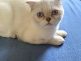 5 Aylık Erkek Scottish Fold