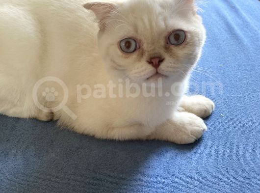5 Aylık Erkek Scottish Fold görsel