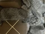 Annemiz British Shorthair Baba Britishlonghair Erkek Kedimiz