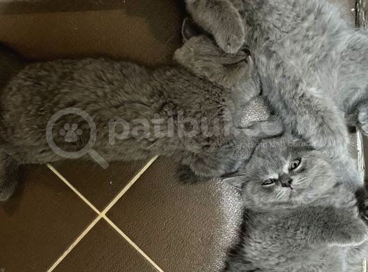 Annemiz British Shorthair Baba Britishlonghair Erkek Kedimiz görsel