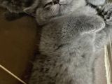 Annemiz British Shorthair Baba Britishlonghair Erkek Kedimiz
