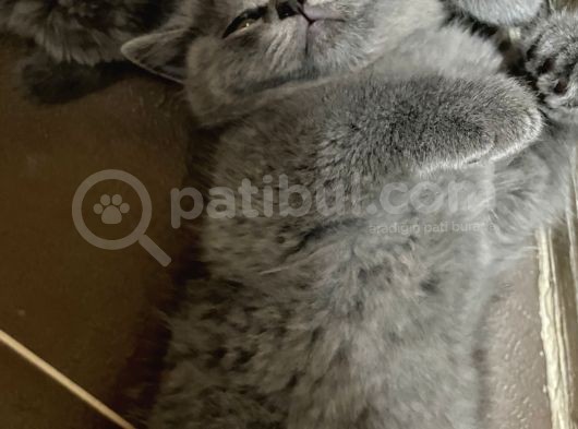 Annemiz British Shorthair Baba Britishlonghair Erkek Kedimiz görsel
