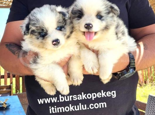 Border Collie Yavrular (Bursa Köpek Okulu)