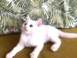 Teslime Hazır  Yavrular(Açıklamayı Okuyunuz)
