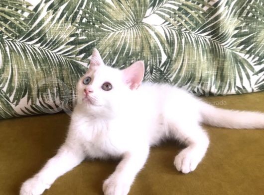 Teslime Hazır  Yavrular(Açıklamayı Okuyunuz) görsel