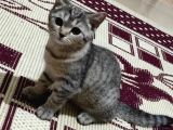 Şecereli Uluslararası Kedi Bristih