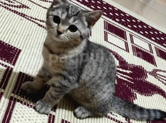 Şecereli Uluslararası Kedi Bristih