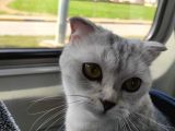 2.5 yaşında kedi scotish 