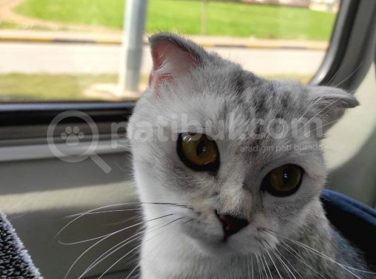 2.5 Yaşında Kedi Scotish görsel
