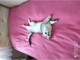 2.5 Yaşında Kedi Scotish 