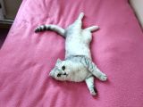 2.5 Yaşında Kedi Scotish