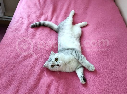 2.5 Yaşında Kedi Scotish görsel