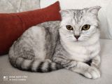 2.5 Yaşında Kedi Scotish