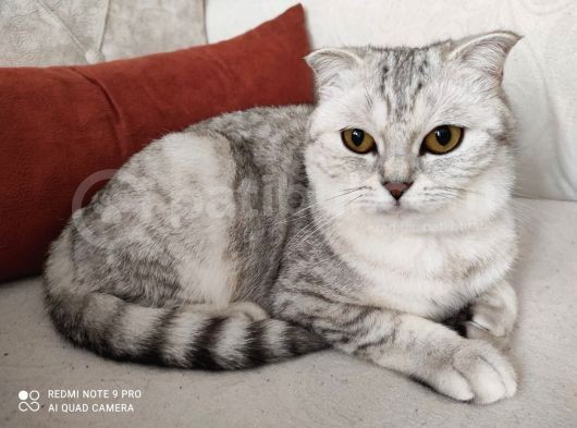 2.5 Yaşında Kedi Scotish