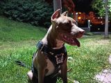 8 Aylık Amstaff