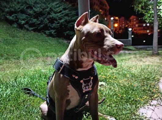 8 Aylık Amstaff görsel