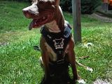 8 Aylık Amstaff
