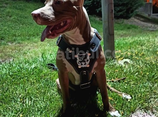 8 Aylık Amstaff görsel