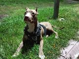 8 Aylık Amstaff