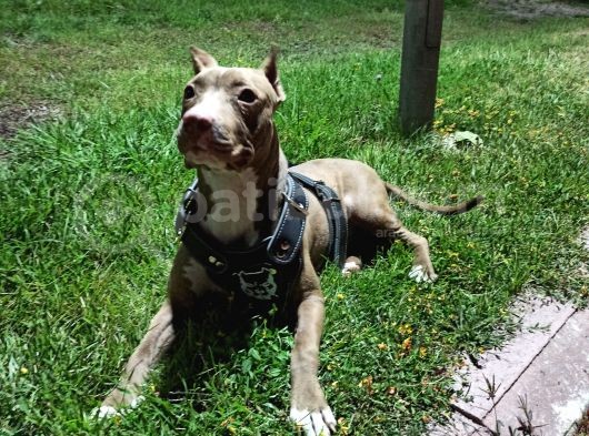 8 Aylık Amstaff görsel