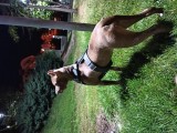 8 Aylık Amstaff