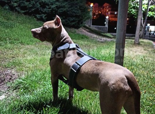 8 Aylık Amstaff
