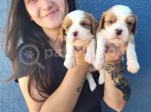 Cavalier King Charles Yavru (Bursa Köpek Okulu) görsel