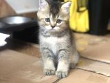 3 Aylık Golden British Shorthair Yavrular