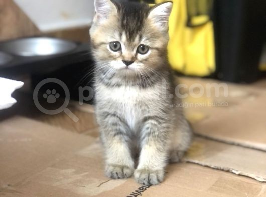 3 Aylık Golden British Shorthair Yavrular görsel