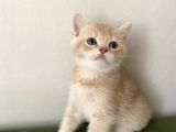 2 Aylik  Cream Golden  Blue Golden Di̇şi̇ Yavrular Sahi̇plenmeye Hazir Yer İstanbul