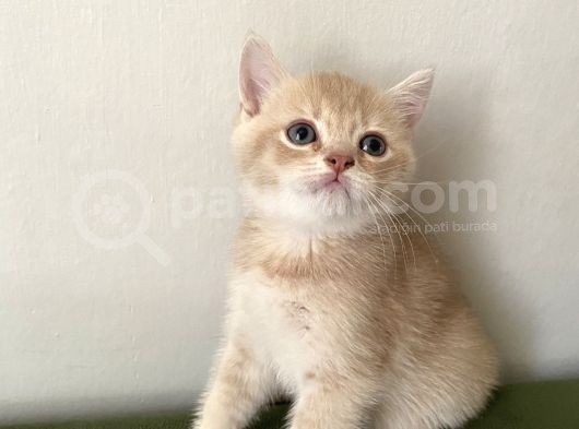 2 Aylik  Cream Golden  Blue Golden Di̇şi̇ Yavrular Sahi̇plenmeye Hazir Yer İstanbul görsel