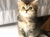 3 Aylık Golden British Shorthair Yavrular