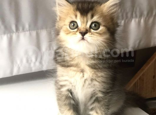 3 Aylık Golden British Shorthair Yavrular görsel