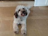 Üretim Çiftliğinden Lagotto Romagnolo Yavruları