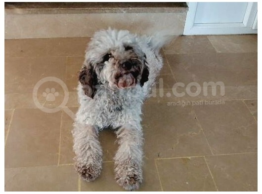 Üretim Çiftliğinden Lagotto Romagnolo Yavruları